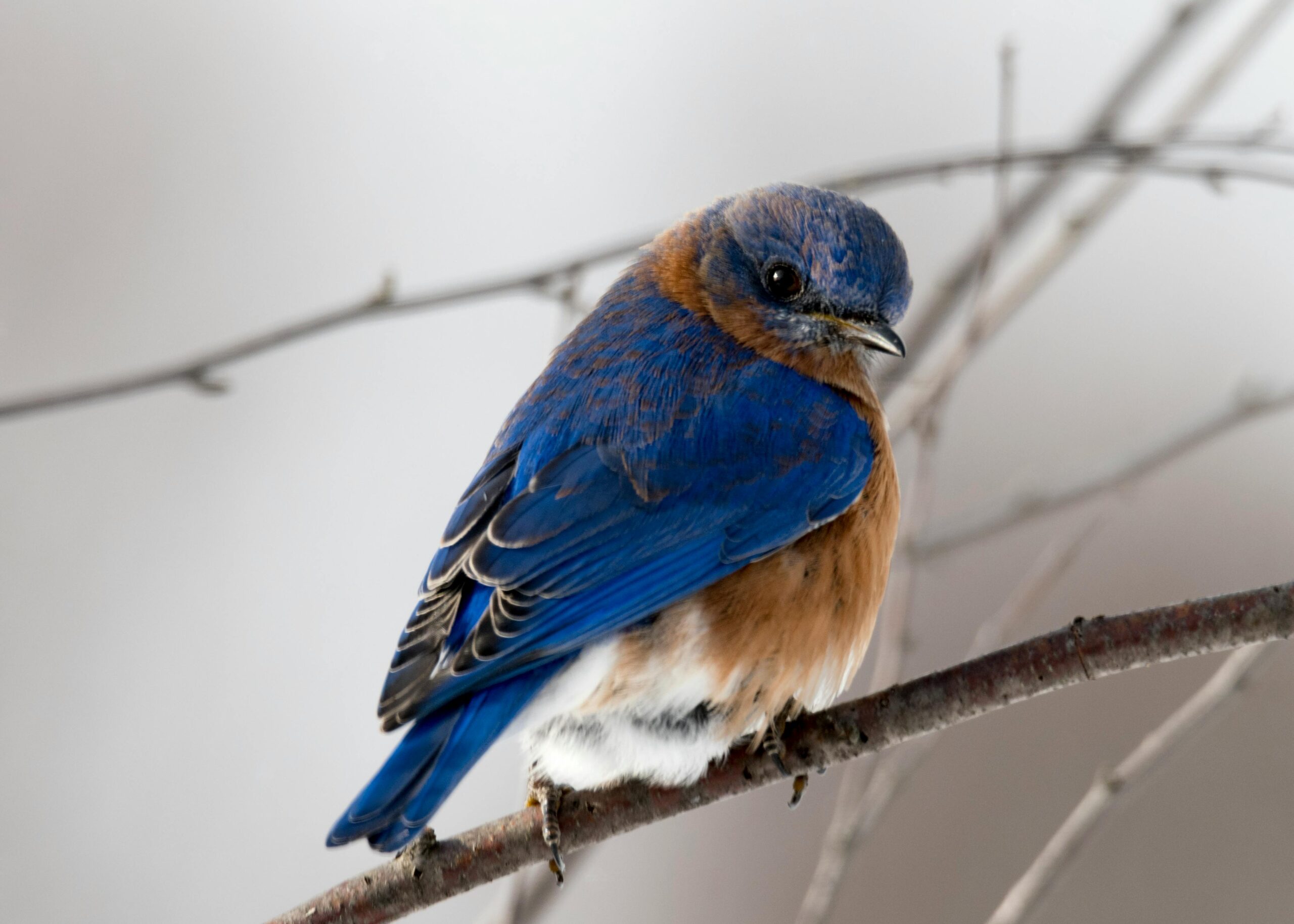 Home A vibrant Eastern Bluebird with vivid blue feathers perched on a bare tree branch.